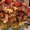 Caramel Heuchera (Villosa Hybrid) - 5 Pack Of Quart Pots -Garden Outdoor Plant Store heuchera caramel coral bells 31