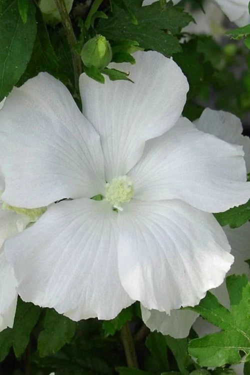 Diana White Rose Of Sharon (Althea) - Hibiscus Syriacus - 1 Gallon Pot 3 Diana White Rose Of Sharon (Althea) - Hibiscus Syriacus - 1 Gallon Pot