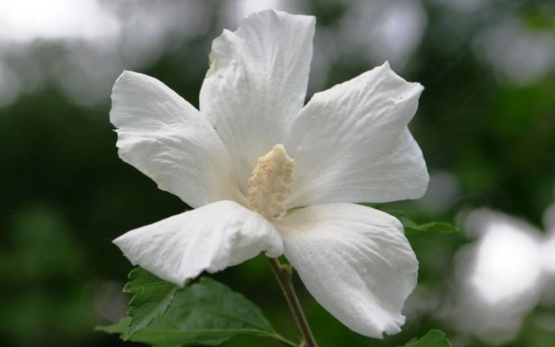Diana White Rose Of Sharon (Althea) - Hibiscus Syriacus - 1 Gallon Pot 7 Diana White Rose Of Sharon (Althea) - Hibiscus Syriacus - 1 Gallon Pot - Image 5