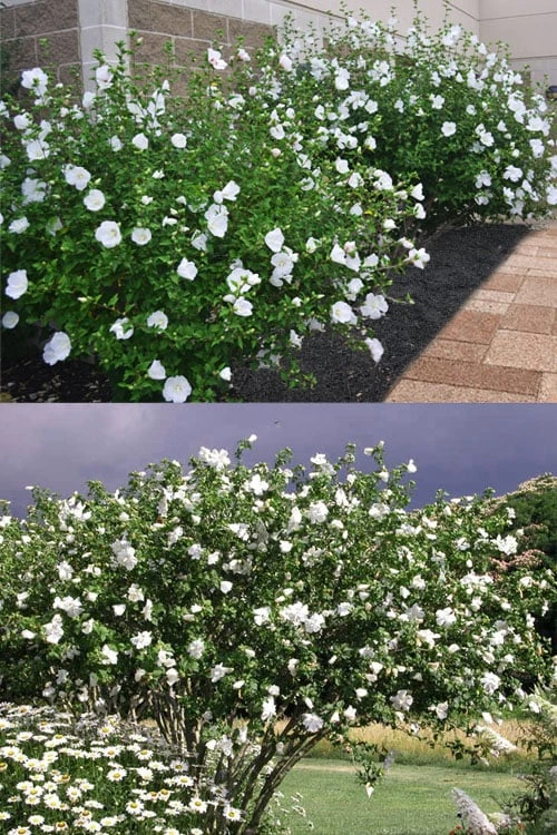 Diana White Rose Of Sharon (Althea) - Hibiscus Syriacus - 1 Gallon Pot 8 Diana White Rose Of Sharon (Althea) - Hibiscus Syriacus - 1 Gallon Pot - Image 6