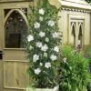 White Pillar Rose Of Sharon - 2 Gallon Pot -Garden Outdoor Plant Store hibiscus syriacus white pillar rose of sharon 21
