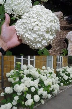 Annabelle Hydrangea - 3 Gallon Pot 18 Annabelle Hydrangea - 3 Gallon Pot -Garden Outdoor Plant Store hydrangea annabelle 2 500x750 1