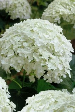 Annabelle Hydrangea - 3 Gallon Pot 19 Annabelle Hydrangea - 3 Gallon Pot -Garden Outdoor Plant Store hydrangea arborescens annabelle 10