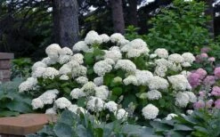 Annabelle Hydrangea - 3 Gallon Pot 17 Annabelle Hydrangea - 3 Gallon Pot -Garden Outdoor Plant Store hydrangea arborescens annabelle 11