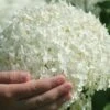 Annabelle Hydrangea - 3 Gallon Pot 2 Annabelle Hydrangea - 3 Gallon Pot -Garden Outdoor Plant Store hydrangea arborescens annabelle 21 1