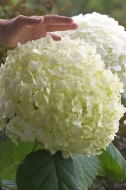 Incrediball Smooth Hydrangea - 3 Gallon Pot -Garden Outdoor Plant Store hydrangea arborescens incrediball 10