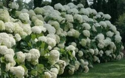 Incrediball Smooth Hydrangea - 3 Gallon Pot -Garden Outdoor Plant Store hydrangea arborescens incrediball 12