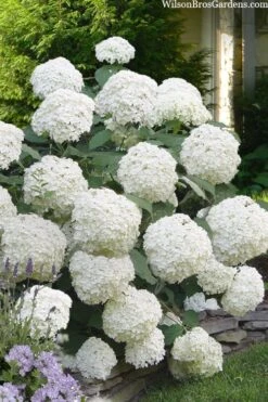 Incrediball Smooth Hydrangea - 3 Gallon Pot -Garden Outdoor Plant Store hydrangea arborescens incrediball 16