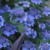 Bluebird Hydrangea - 3 Gallon Pot 2 Bluebird Hydrangea - 3 Gallon Pot -Garden Outdoor Plant Store hydrangea bluebird 21