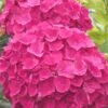Charm Red Hydrangea - 3 Gallon Pot -Garden Outdoor Plant Store hydrangea charm red 5