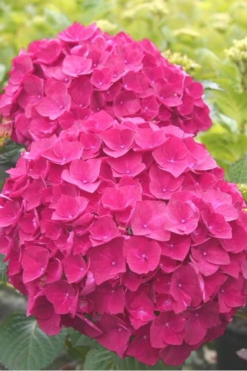 Charm Red Hydrangea - 3 Gallon Pot 3 Charm Red Hydrangea - 3 Gallon Pot