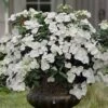 Fairytrail Bride Cascade Hydrangea - 2 Gallon Pot 1 Fairytrail Bride Cascade Hydrangea - 2 Gallon Pot -Garden Outdoor Plant Store hydrangea fairytrail bride 11
