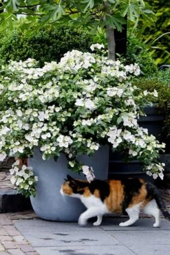 Fairytrail Bride Cascade Hydrangea - 2 Gallon Pot 11 Fairytrail Bride Cascade Hydrangea - 2 Gallon Pot -Garden Outdoor Plant Store hydrangea fairytrail bride 7
