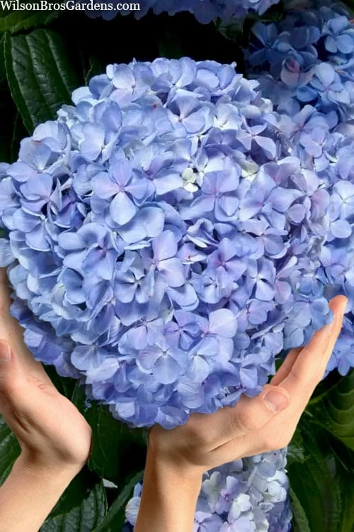 Big Daddy Hydrangea - 7 Gallon Pot 3 Big Daddy Hydrangea - 7 Gallon Pot