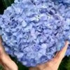 Big Daddy Hydrangea - 1 Gallon Pot -Garden Outdoor Plant Store hydrangea macrophylla big daddy 101 2