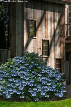 Blue Wave Lacecap Hydrangea - 3 Gallon Pot 16 Blue Wave Lacecap Hydrangea - 3 Gallon Pot -Garden Outdoor Plant Store hydrangea macrophylla blue wave 22