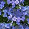 Blue Wave Lacecap Hydrangea - 3 Gallon Pot -Garden Outdoor Plant Store hydrangea macrophylla blue wave 23