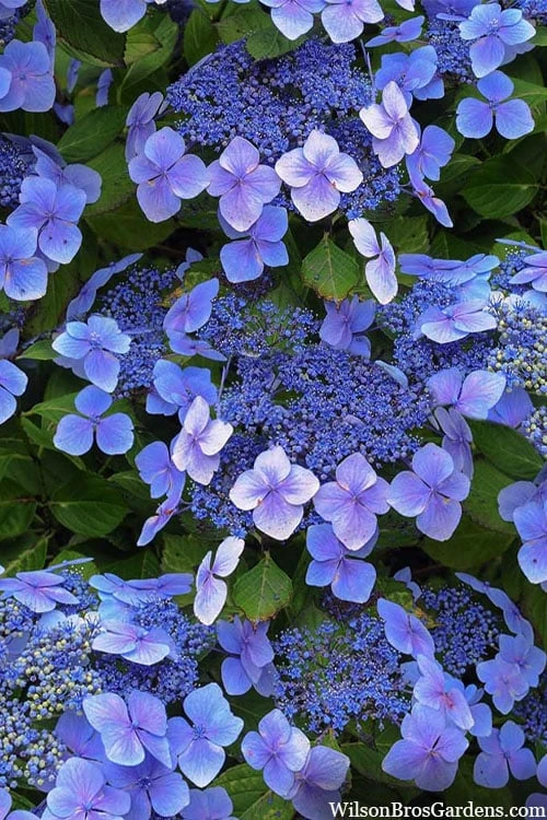 Blue Wave Lacecap Hydrangea - 3 Gallon Pot 3 Blue Wave Lacecap Hydrangea - 3 Gallon Pot