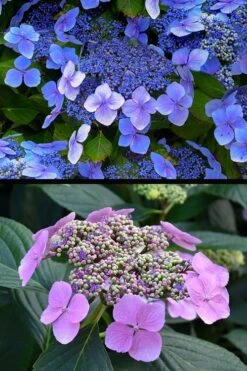 Blue Wave Lacecap Hydrangea - 3 Gallon Pot 17 Blue Wave Lacecap Hydrangea - 3 Gallon Pot -Garden Outdoor Plant Store hydrangea macrophylla blue wave 24