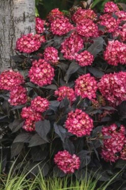 Eclipse Bigleaf Hydrangea - 3 Gallon Pot -Garden Outdoor Plant Store hydrangea macrophylla eclipse 3