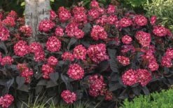Eclipse Bigleaf Hydrangea - 3 Gallon Pot -Garden Outdoor Plant Store hydrangea macrophylla eclipse 4
