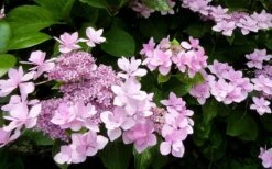 Izu No Hana Lacecap Hydrangea - 3 Gallon Pot -Garden Outdoor Plant Store hydrangea macrophylla izu no ito 3