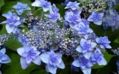 Izu No Hana Lacecap Hydrangea - 3 Gallon Pot -Garden Outdoor Plant Store hydrangea macrophylla izu no ito 4