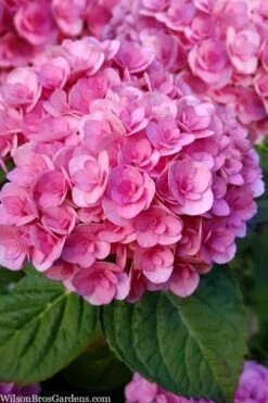 Love Hydrangea - 3 Gallon Pot 11 Love Hydrangea - 3 Gallon Pot -Garden Outdoor Plant Store hydrangea macrophylla love 1