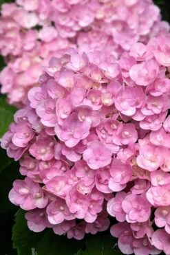 Love Hydrangea - 3 Gallon Pot 10 Love Hydrangea - 3 Gallon Pot -Garden Outdoor Plant Store hydrangea macrophylla love 5