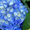 Nantucket Blue Hydrangea - 3 Gallon Pot 2 Nantucket Blue Hydrangea - 3 Gallon Pot -Garden Outdoor Plant Store hydrangea macrophylla nantucket 1