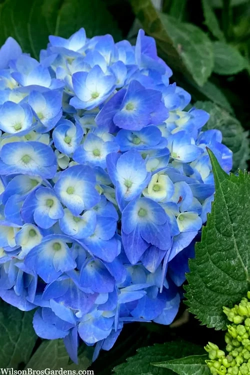 Nantucket Blue Hydrangea - 3 Gallon Pot 3 Nantucket Blue Hydrangea - 3 Gallon Pot