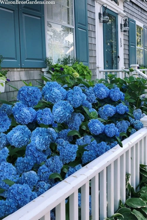 Nantucket Blue Hydrangea - 3 Gallon Pot 6 Nantucket Blue Hydrangea - 3 Gallon Pot - Image 4