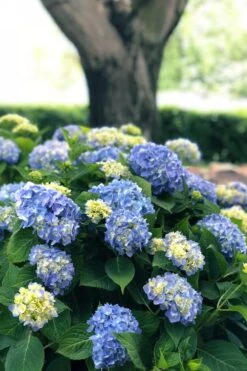 Nantucket Blue Hydrangea - 3 Gallon Pot 15 Nantucket Blue Hydrangea - 3 Gallon Pot -Garden Outdoor Plant Store hydrangea macrophylla nantucket 3
