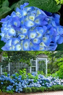 Nantucket Blue Hydrangea - 3 Gallon Pot 14 Nantucket Blue Hydrangea - 3 Gallon Pot -Garden Outdoor Plant Store hydrangea macrophylla nantucket 4