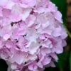 Penny Mac Hydrangea - 3 Gallon Pot -Garden Outdoor Plant Store hydrangea macrophylla penny mac 22