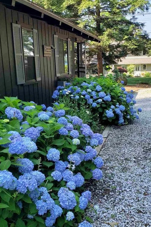 Penny Mac Hydrangea - 3 Gallon Pot 7 Penny Mac Hydrangea - 3 Gallon Pot - Image 5