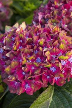 Pistachio Hydrangea - 5 Gallon Pot -Garden Outdoor Plant Store hydrangea macrophylla pistachio 2