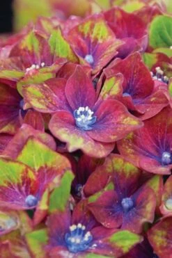 Pistachio Hydrangea - 5 Gallon Pot -Garden Outdoor Plant Store hydrangea macrophylla pistachio 6