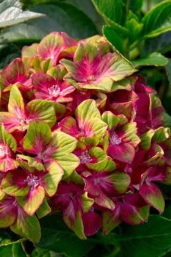 Pistachio Hydrangea - 5 Gallon Pot -Garden Outdoor Plant Store hydrangea macrophylla pistachio 7
