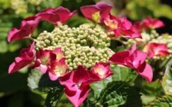 Teller Red Hydrangea - 1 Gallon Pot -Garden Outdoor Plant Store hydrangea macrophylla teller red 3