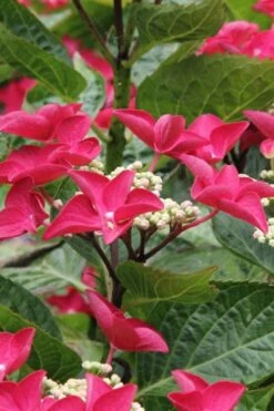 Teller Red Hydrangea - 1 Gallon Pot -Garden Outdoor Plant Store hydrangea macrophylla teller red 4