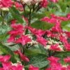 Teller Red Hydrangea - 1 Gallon Pot -Garden Outdoor Plant Store hydrangea macrophylla tellers red 5