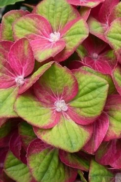 Tilt-A-Swirl Hydrangea - 3 Gallon Pot - SALE 17 Tilt-A-Swirl Hydrangea - 3 Gallon Pot - SALE -Garden Outdoor Plant Store hydrangea macrophylla tilt a swirl 4