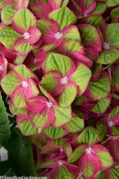 Tilt-A-Swirl Hydrangea - 3 Gallon Pot 6 Tilt-A-Swirl Hydrangea - 3 Gallon Pot - Image 4