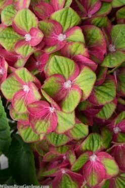 Tilt-A-Swirl Hydrangea - 3 Gallon Pot - SALE 13 Tilt-A-Swirl Hydrangea - 3 Gallon Pot - SALE -Garden Outdoor Plant Store hydrangea macrophylla tilt a swirl 5