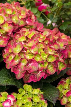 Tilt-A-Swirl Hydrangea - 3 Gallon Pot 14 Tilt-A-Swirl Hydrangea - 3 Gallon Pot -Garden Outdoor Plant Store hydrangea macrophylla tilt a swirl 7 1