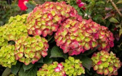 Tilt-A-Swirl Hydrangea - 3 Gallon Pot 16 Tilt-A-Swirl Hydrangea - 3 Gallon Pot -Garden Outdoor Plant Store hydrangea macrophylla tilt a swirl 8 1