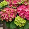 Tilt-A-Swirl Hydrangea - 3 Gallon Pot - SALE 1 Tilt-A-Swirl Hydrangea - 3 Gallon Pot - SALE -Garden Outdoor Plant Store hydrangea macrophylla tilt a swirl 9