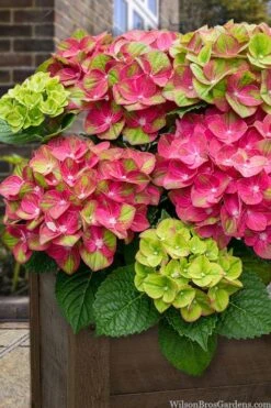 Tilt-A-Swirl Hydrangea - 3 Gallon Pot - SALE