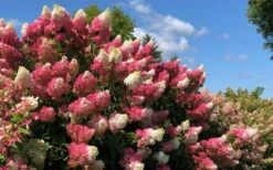 Berry White Panicle Hydrangea - 3 Gallon Pot 15 Berry White Panicle Hydrangea - 3 Gallon Pot -Garden Outdoor Plant Store hydrangea paniculata berry white 4